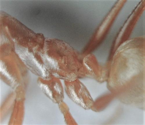 Réf. 224 302 : Cataglyphis sabulosa